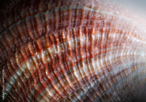 Seashell texture