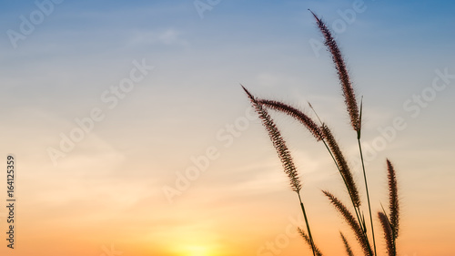 silhouette of grass flower on sunset
