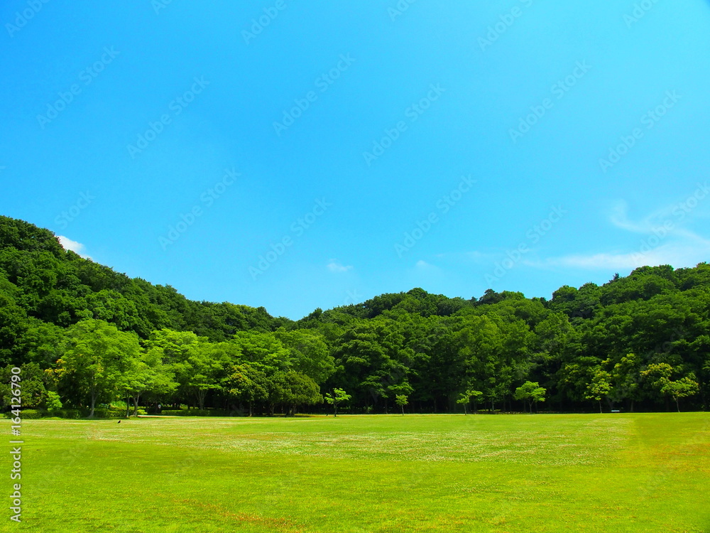 初夏の草原と林と青空　   21世紀の森と広場風景