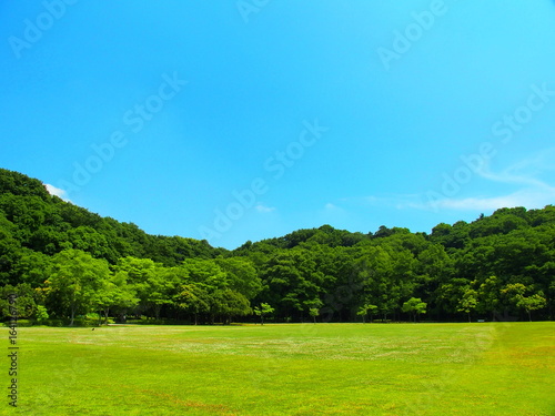 初夏の草原と林と青空 21世紀の森と広場風景