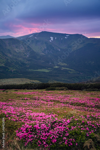 Beautiful mountain landscape with blossoming pink meadows of rhododendron flowers