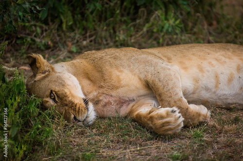 Female lion in the masai mara