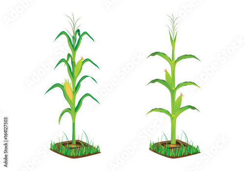 corn plant vector design