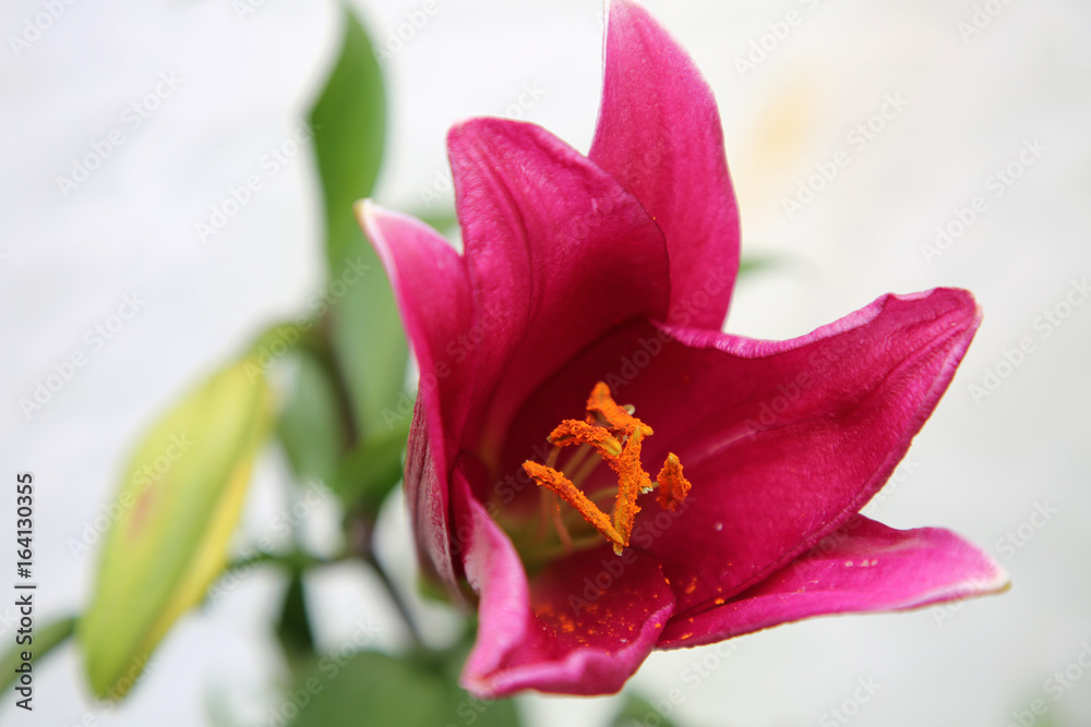 Lilienzauber Lilienzauber
