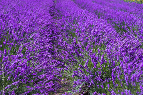 lavender fields in the garden  furano in Japan on summer time