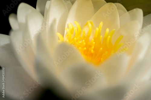 White lotus with yellow stamen