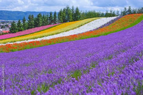 Fototapeta Naklejka Na Ścianę i Meble -  lavender fields in the garden ,furano in Japan on summer time