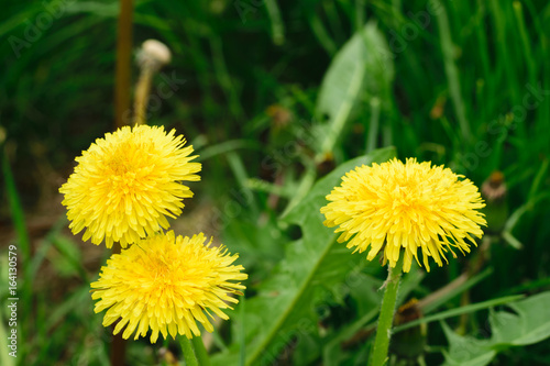 Fototapeta Naklejka Na Ścianę i Meble -  three yellow dandelions ( Taraxacum ) flowers