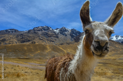Peru altiplano lama