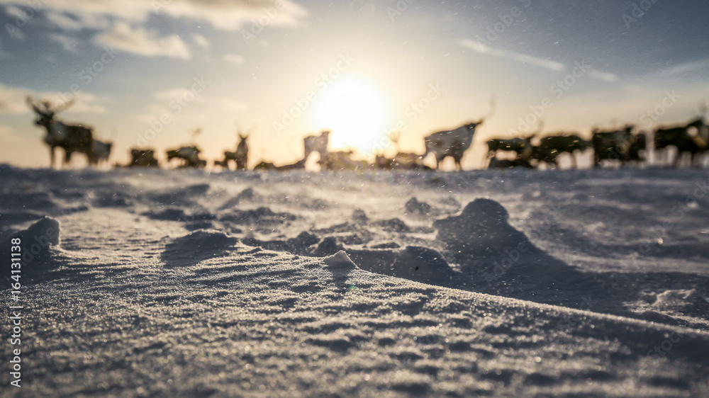 Deer in the tundra, on a sunny frosty day Deer in the tundra, on a sunny frosty day