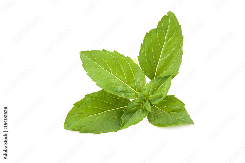 Basil