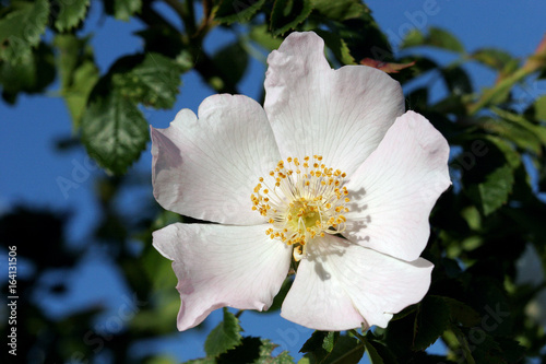 Wilde Rose, wild rose