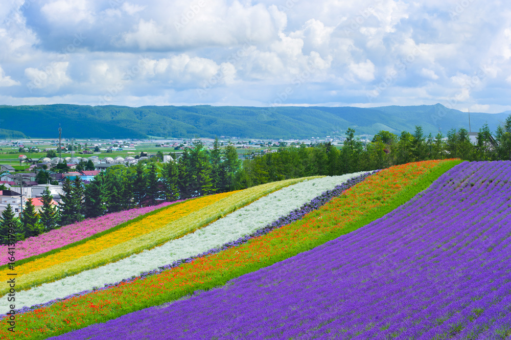 Fototapeta premium lavender and flower fields in the garden ,furano in Japan on summer time