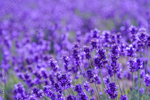 Fototapeta Naklejka Na Ścianę i Meble -  lavender flower in the garden ,furano in Japan on summer time