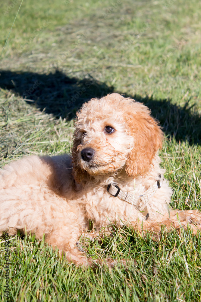 Golden Doodle Welpe auf einer grünen Wies