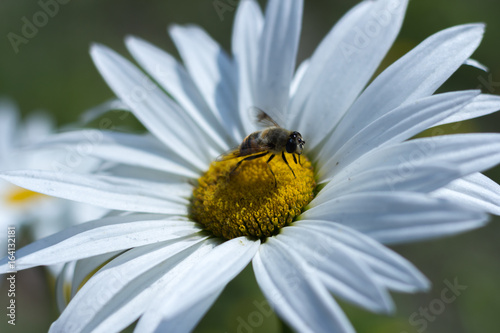 Bee On a Daisy © Dipesh