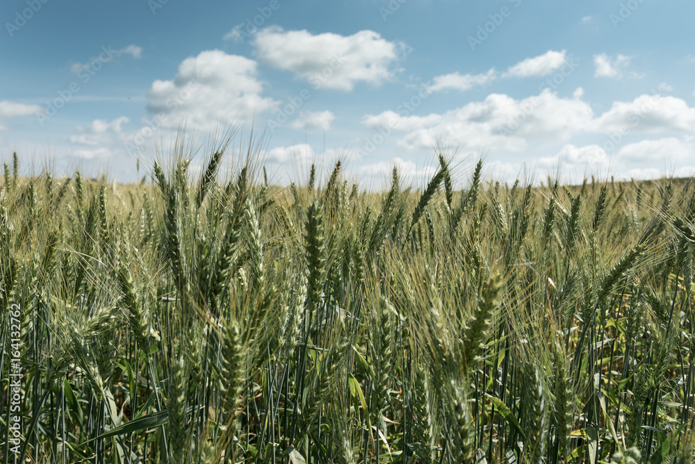The field of grain on a beautiful summer day. The field of grain on a beautiful summer day.