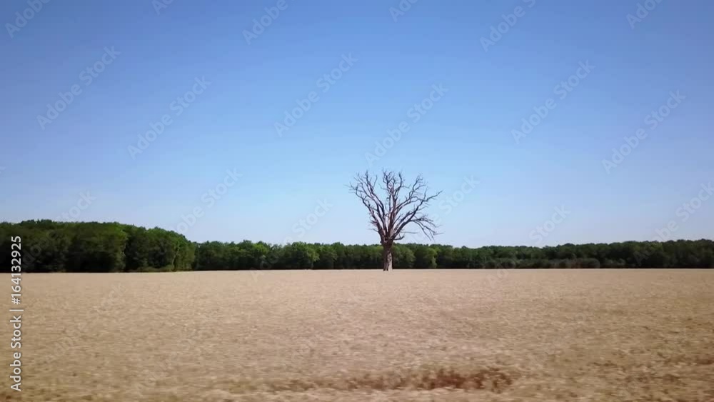 Très grand arbre mort dans champs de blé. Travelling latéral horizontal. Eure et Loire
