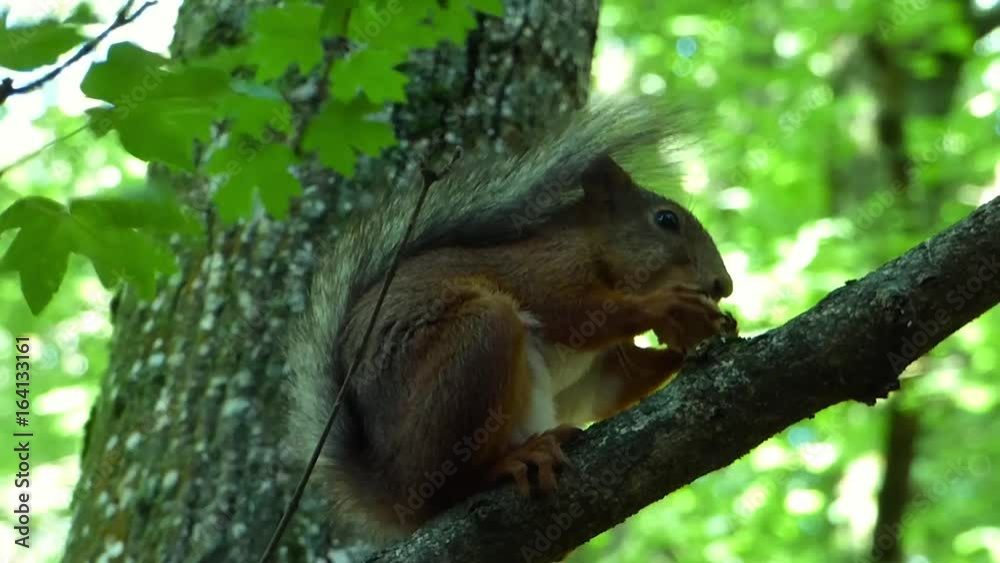 Eurasian red squirrel (Sciurus vulgaris) sitting on branch and eating nut. Blurred plants on background. Wild animal in real nature, closeup view. Sunny summer day. Eurasian red squirrel (Sciurus vulgaris) sitting on branch and eating nut. Blurred plants on background. Wild animal in real nature, closeup view. Sunny summer day.