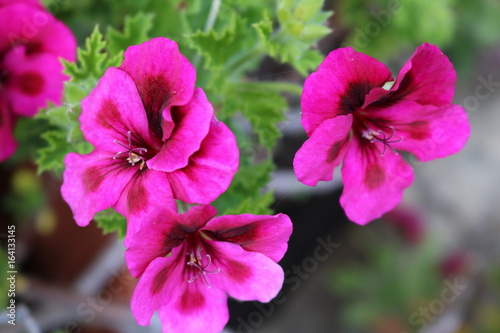 Pink Flower
