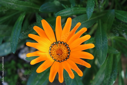 Orange Flower