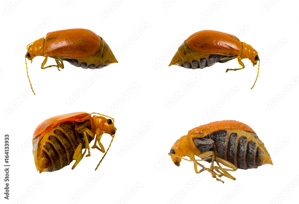 Little bug isolated on white background (clipping path included) Little bug isolated on white background (clipping path included)