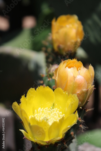 Yellow Cactus Flower