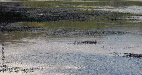 4k clouds reflect on lake,green aquatic plants floating on the lake surface,Napahai wetlands Shangri-La,china. photo