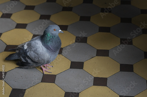 A pigeon at a train station in Saint Petersburg. photo