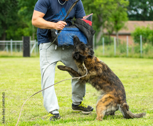 Schäferhund im Angriff in der Ausbildung photo