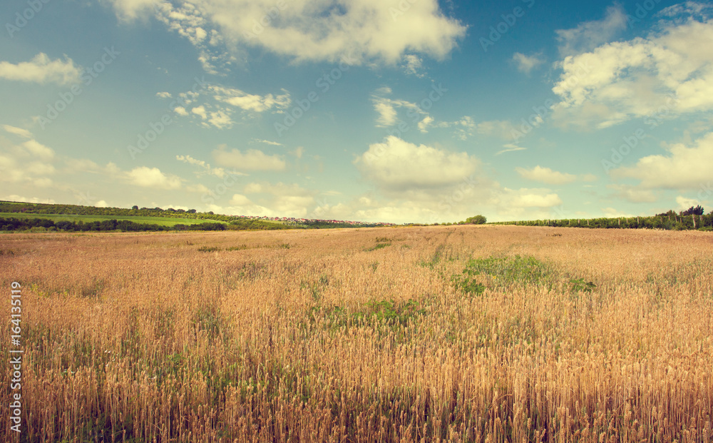 Wheat field