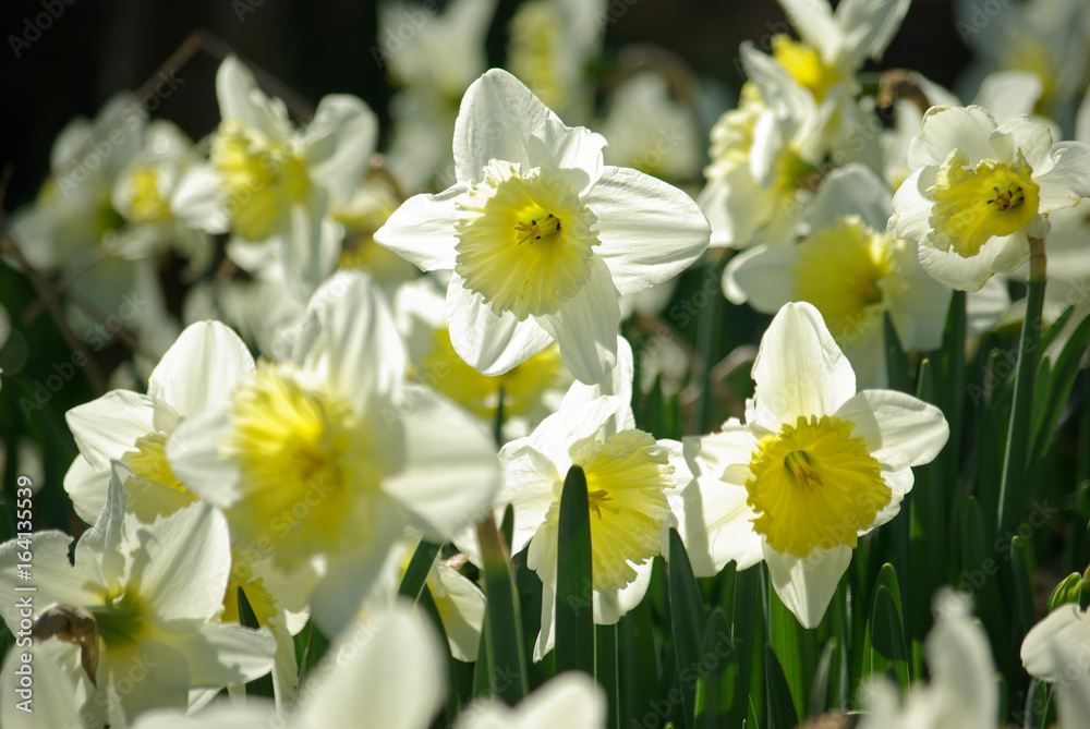 Narcisses jaune et blanc au printemps au jardin Narcisses jaune et blanc au printemps au jardin