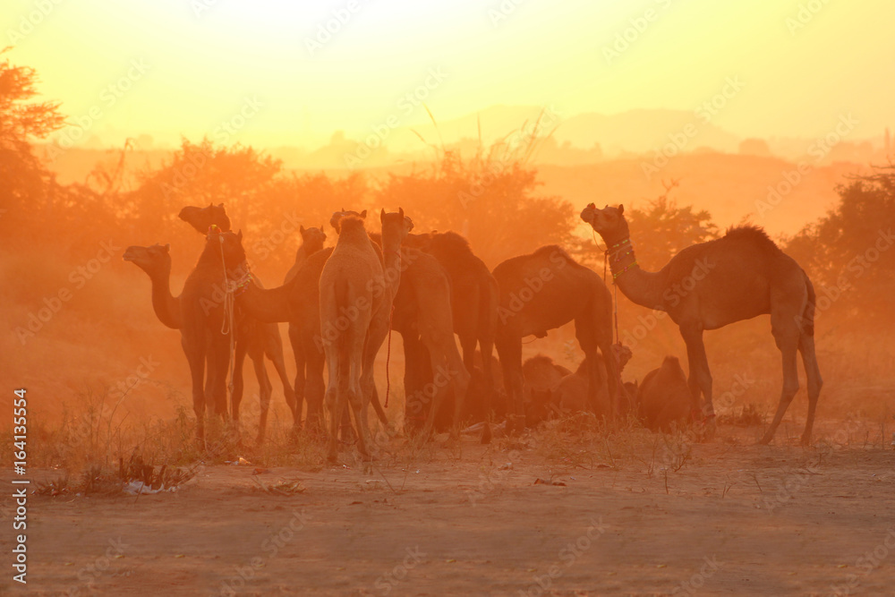 India / Pushkar Camel Fair