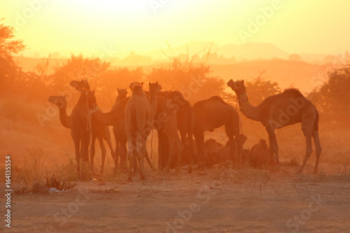 India   Pushkar Camel Fair