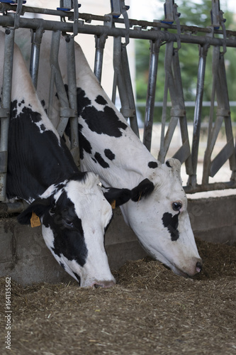 close up of chianina cows eating hay photo