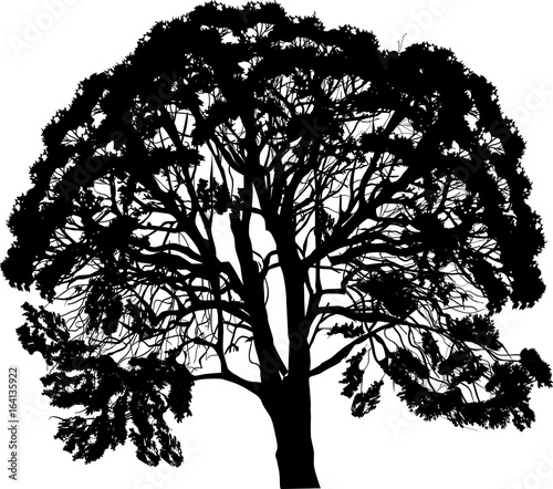 black silhouette of large tree on white background