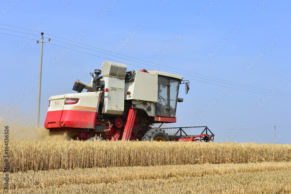 Fototapeta premium Harvester in wheat