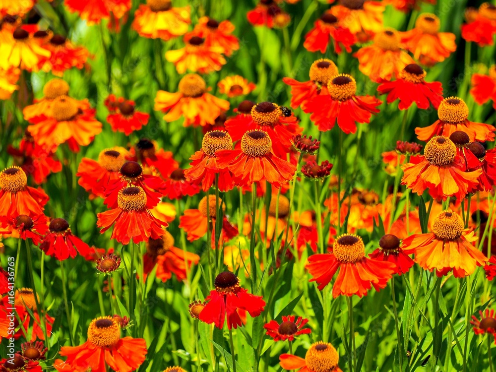 Helenium Flowers