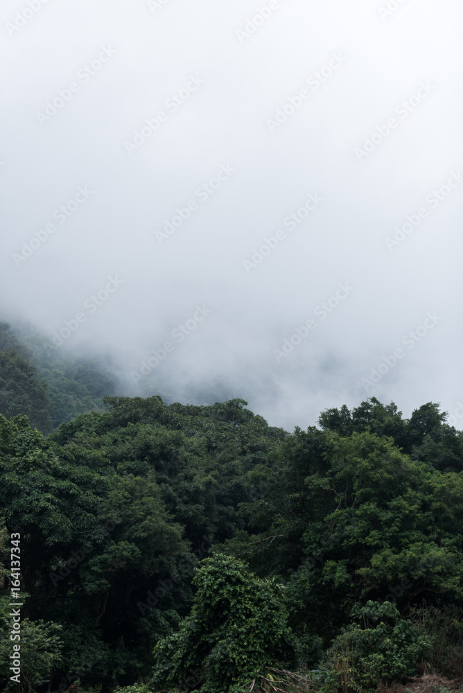 Foggy scenes of a tropical rain forrest - obrazy, fototapety, plakaty 