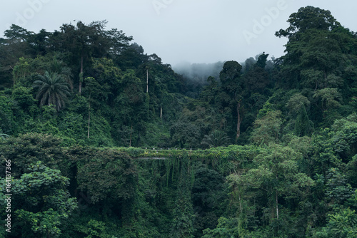 Bild auf Leinwand Foggy scenes of a tropical rain forrest