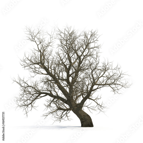 Winter old maple tree isolated on white. 3D illustration © 2dmolier