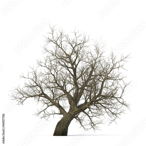Winter old maple tree isolated on white. 3D illustration © 2dmolier