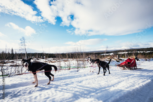 Arctic Sled Dog Expedition