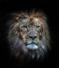 portrait of a lion