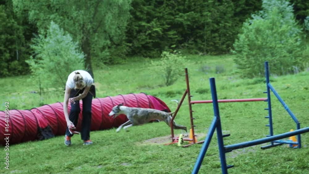 Sequence with slow motion racing in competition, animal agility race with dog running and doing slalom. Sequence with slow motion Sequence with slow motion racing in competition, animal agility race with dog running and doing slalom. Sequence with slow motion