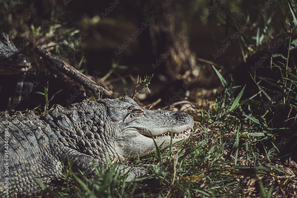 Alligator du mississippi Alligator du mississippi