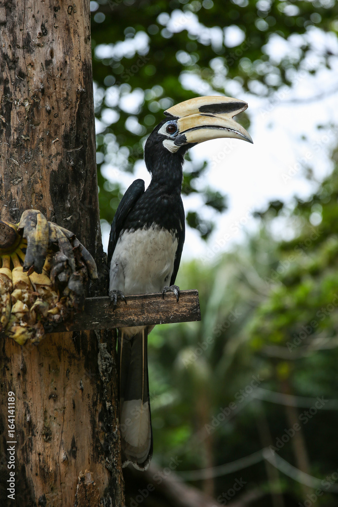 Close up portrait of Oriental pied hornbill Anthracoceros albirostris with banana in nature
