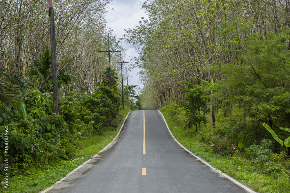 Curved road in tropics .Road turn in forest landscape. Road in tropical forest in sunlight. Dangerous road turn.