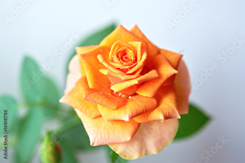 Orange tea rose blossom flower isolated on white background. Close up view.