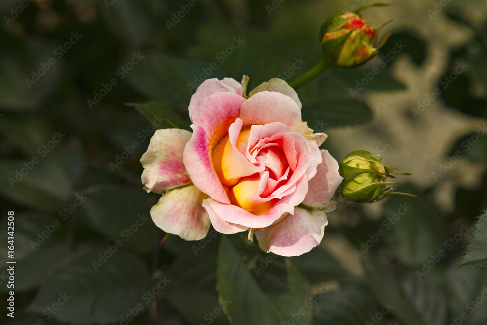 Close-up of beatiful garden rose Close-up of beatiful garden rose